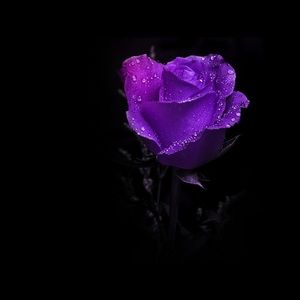 Meet your Posher, Faye